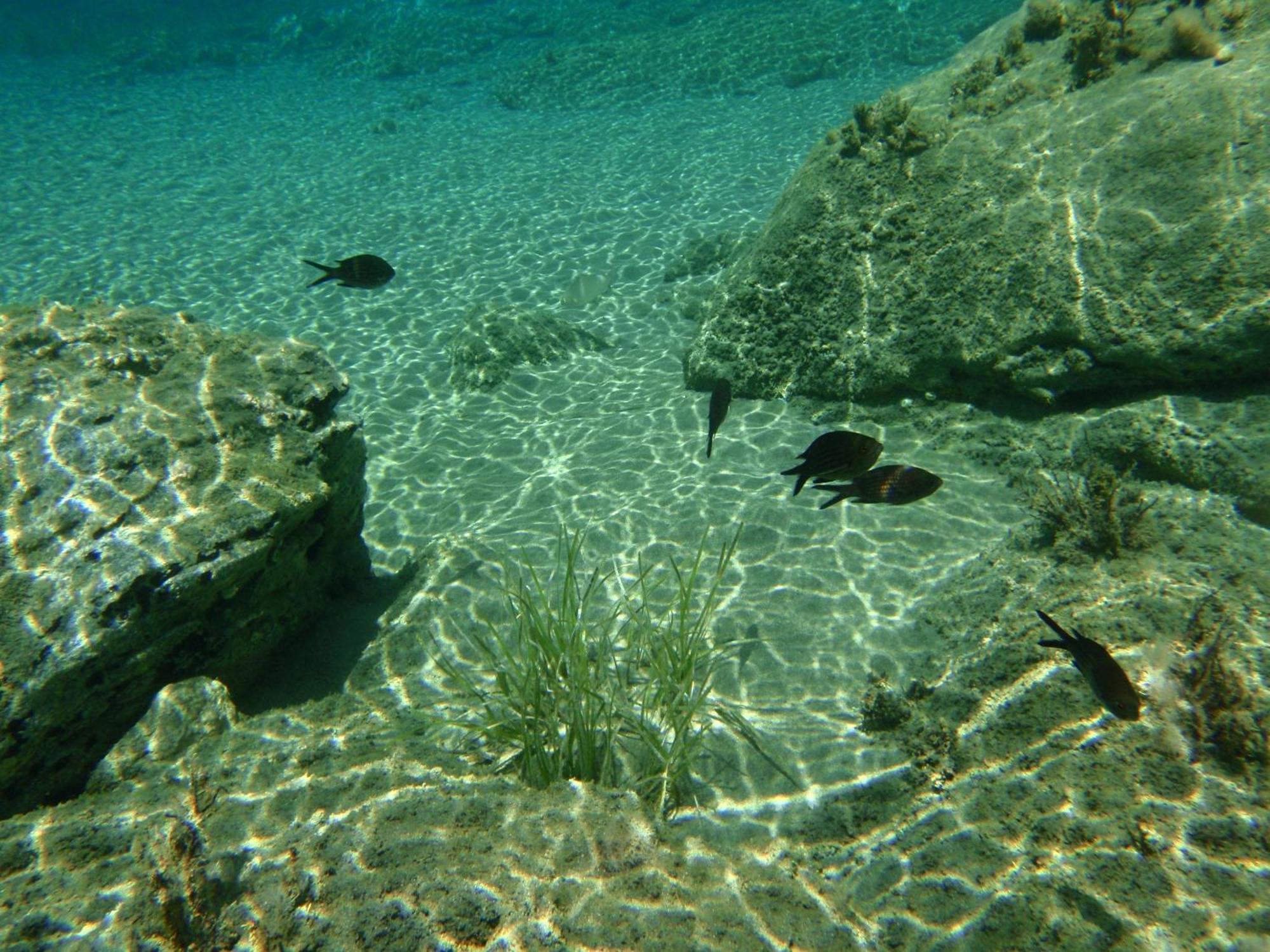 Armonia By Grispos Villas Schoinoussa Buitenkant foto